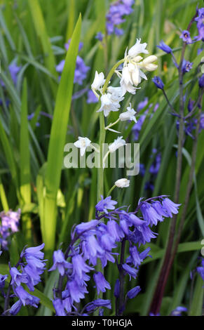 Hyacinthoides hispanica, blanc et bleu espagnol Bluebells Banque D'Images