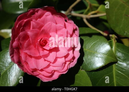 Floraison Double rose Camelia Japonica Banque D'Images