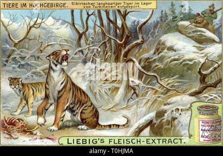 Hunt, Turkmènes sur la chasse au tigre, tigre de Sibérie (Panthera tigris altaica), au Turkménistan, en Russie, trading card de la Liebig Company, Allemagne, vers 1900, Additional-Rights Clearance-Info-Not-Available- Banque D'Images