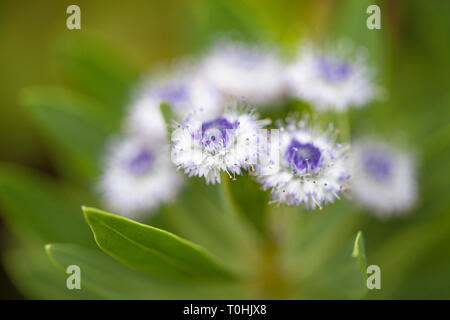 La flore de Gran Canaria - Globularia sarcophylla de plantes rares, endémiques à Gran Canaria Banque D'Images