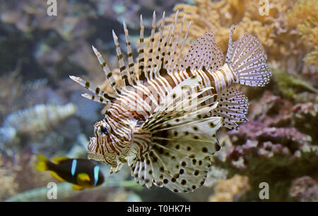 Vue rapprochée d'un poisson-papillon rouge (Pterois volitans) Banque D'Images