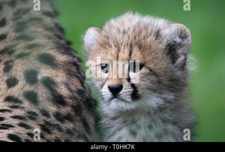 Vue rapprochée d'un Cheetah cub Banque D'Images