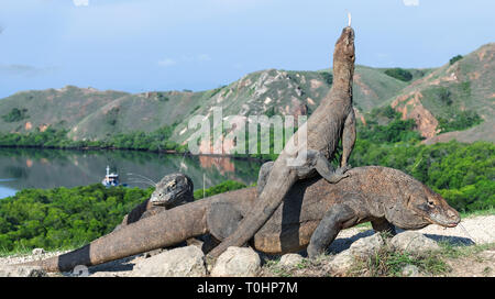 Dragon sur le dragon. Un dragon femelle est monté sur le haut de la population masculine, plus. Dragon de Komodo, nom scientifique : Varanus komodoensis. Vue panoramique sur l'arrière Banque D'Images