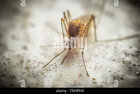 Macro d'une moustique tigre sur une surface rugueuse et grise d'un mur Banque D'Images