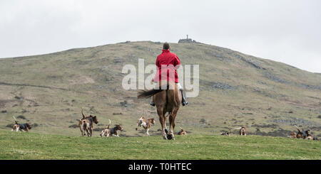 Huntsman sur cheval avec pack de chiens Banque D'Images