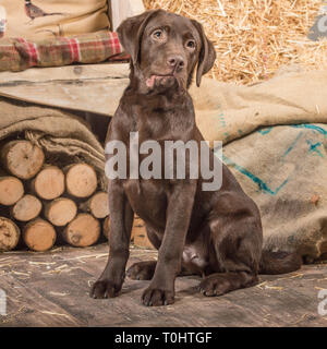 Chiot Labrador retriever chocolat Banque D'Images