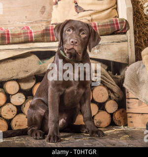 Chiot Labrador retriever chocolat Banque D'Images