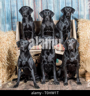 6 retrievers du Labrador Banque D'Images
