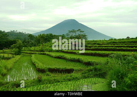 Champ de riz contre Mont Agung à Bali Banque D'Images