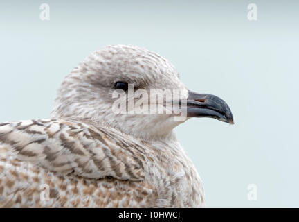 Goéland argenté juvénile head shot avec un plumage tacheté. Banque D'Images