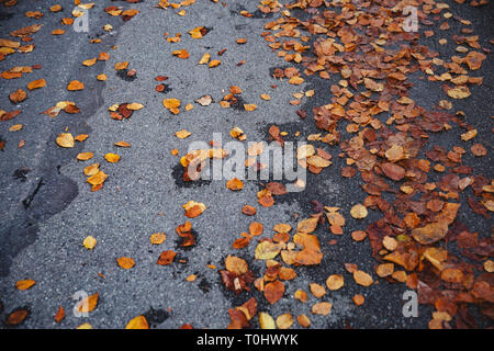 Les feuilles d'automne éparpillés sur le terrain Banque D'Images