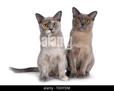 Mignon et chocolat tortie chatons chat Birman, assis à côté de l'autre. À la ligne droite à lens avec de grands yeux rond jaune. Isolated on white backg Banque D'Images