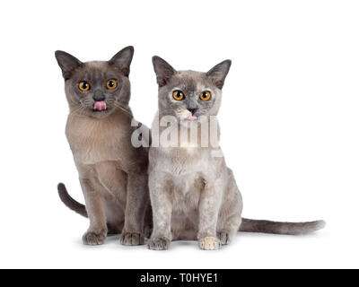 Mignon et chocolat tortie chatons chat Birman, assis à côté de l'autre. À la ligne droite à lens avec de grands yeux rond jaune. Isolated on white backg Banque D'Images