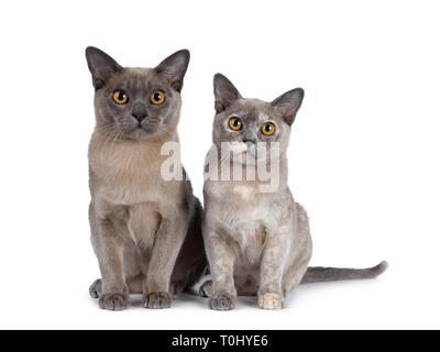 Mignon et chocolat tortie chatons chat Birman, assis à côté de l'autre. À la ligne droite à lens avec de grands yeux rond jaune. Isolated on white backg Banque D'Images