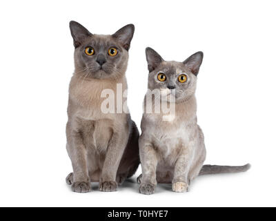 Mignon et chocolat tortie chatons chat Birman, assis à côté de l'autre. À la ligne droite à lens avec de grands yeux rond jaune. Isolated on white backg Banque D'Images