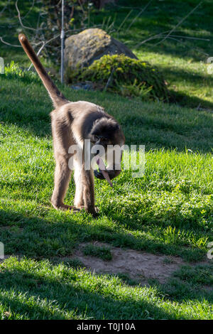 VALENCIA, Espagne - 26 février : Femelle Mandrill au Bioparc de Valence Espagne le 26 février 2019 Banque D'Images