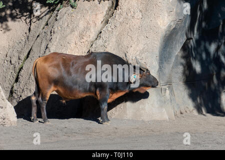 VALENCIA, Espagne - 26 février : Buffalo au Bioparc de Valence Espagne le 26 février 2019 Banque D'Images