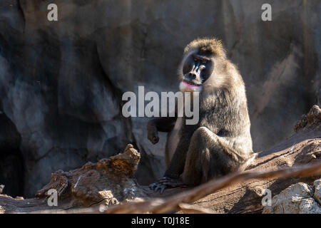 VALENCIA, Espagne - 26 Février : le Bioparc à Mandrill à Valence en Espagne le 26 février 2019 Banque D'Images