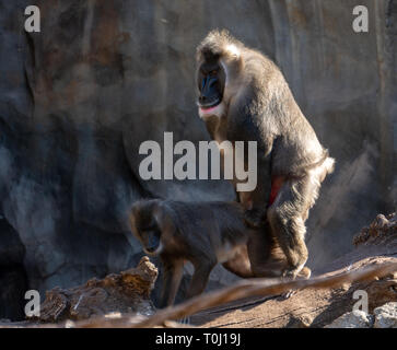 VALENCIA, Espagne - 26 Février : le Bioparc à Mandrill à Valence en Espagne le 26 février 2019 Banque D'Images