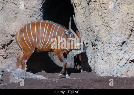 VALENCIA, Espagne - 26 février : Bongo au Bioparc de Valence Espagne le 26 février 2019 Banque D'Images