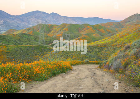 Dans superbloom Wildflower Walker Canyon dans le mois de mars. Vue de la Walker Canyon Trail. Lake Elsinore, Californie, USA. Banque D'Images