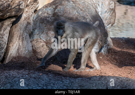 VALENCIA, Espagne - 26 Février : le Bioparc à Mandrill à Valence en Espagne le 26 février 2019 Banque D'Images