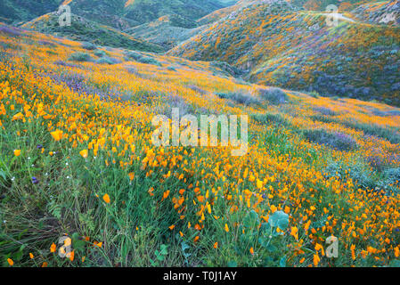Fleurs sauvages fleurissent dans Walker Canyon au mois de mars. Lac Elsinore, Californie, États-Unis. Banque D'Images