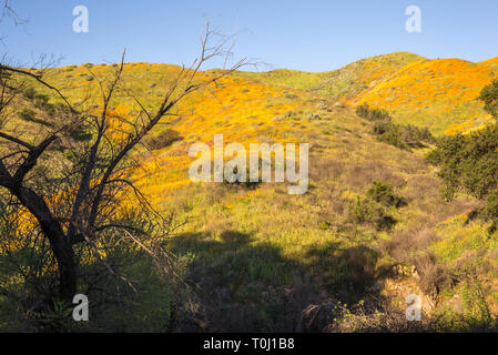 Dans superbloom Wildflower Walker Canyon dans le mois de mars. Lake Elsinore, Californie, USA. Banque D'Images