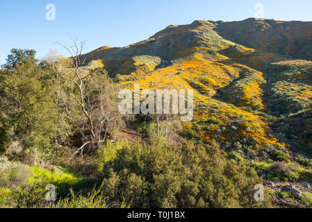 Dans superbloom Wildflower Walker Canyon dans le mois de mars. Lake Elsinore, Californie, USA. Banque D'Images