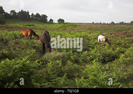 Poneys sur la lande au bord de Rockford Politique Parc national New Forest Hampshire Angleterre Banque D'Images