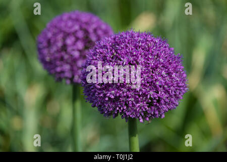 Allium giganteum, nom commun oignon géant, une espèce asiatique de l'oignon à Kew Royal Botanic Gardens, London, United Kingdom Banque D'Images