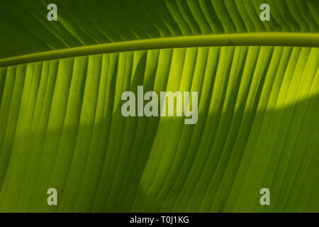 Musa basjoo (bananier japonais), feuilles, Kew Royal Botanic Gardens, London, United Kingdom Banque D'Images