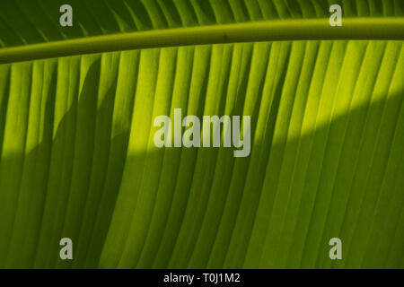 Musa basjoo (bananier japonais), feuilles, Kew Royal Botanic Gardens, London, United Kingdom Banque D'Images