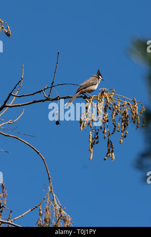 Bulbul Moustac rouge perché sur un arbre à Valence Espagne Banque D'Images