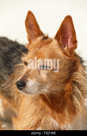 Mixed breed Yorkshire Terrier dans un jardin pendant une journée ensoleillée Banque D'Images