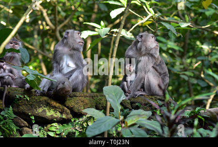 Un singe à longue queue balinais family sitting in the Sacred Monkey Forest Sanctuary, Ubud, Bali, Indonésie Banque D'Images