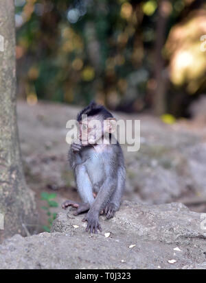 Un bébé singe à longue queue balinais de manger des aliments dans la Forêt des Singes effrayés Sanctuaire, Ubud, Bali, Indonésie Banque D'Images