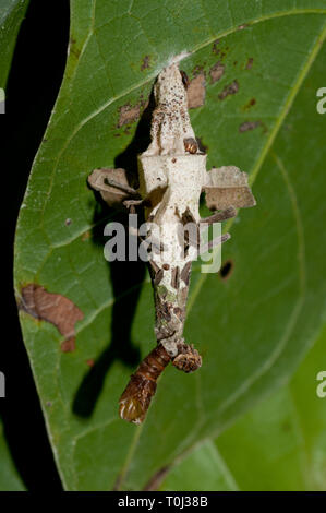 BAGWORM Moth, famille des psychidés, accroché à la feuille, Klungkung, Bali,Indonésie Banque D'Images