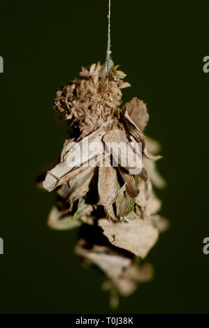 BAGWORM Moth, Psychidae Family, accroché au fil, Klungkung, Bali,Indonésie Banque D'Images