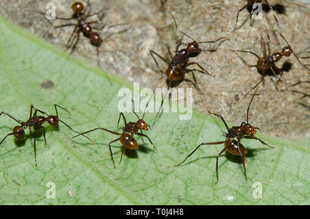 Weaver Ants, Oecophylla sp, sur la feuille, en position défensive, prêt à pulvériser de l'acide formique, Klungkung, Bali, Indonésie Banque D'Images