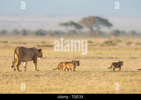 Lionne avec oursons dans la lumière du matin au Parc National d'Amboseli, Kenya, Africa Banque D'Images