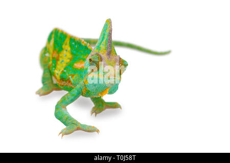 Fermer la vue d'un beau vert chamaeleo calyptratus coloré à l'avant. Espèce également appelé à tête conique, voilée ou caméléon du Yémen. Banque D'Images