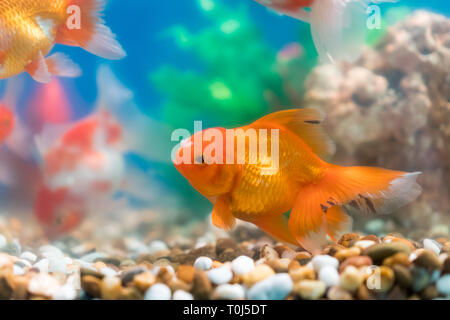 Les poissons rouges en aquarium d'eau douce avec beau vert tropical planté Banque D'Images