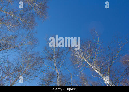 Arbres de la forêt coup de bas en haut contre le ciel bleu. La texture de la cime des arbres avec l'exemplaire de l'espace sur le ciel bleu, Banque D'Images