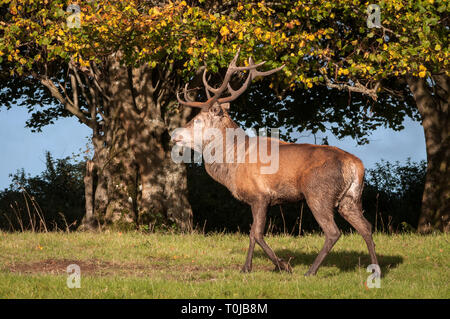 Red Deer stag buck hart havier Cervus elaphus en déplacement dans le parc national de Killarney, comté de Kerry, Irlande Banque D'Images