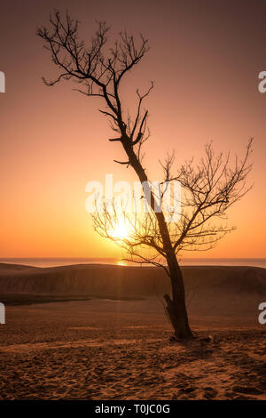 Un arbre isolé au coucher du soleil sur le célèbre les dunes de sable de Tottori à l'ouest du Japon Banque D'Images