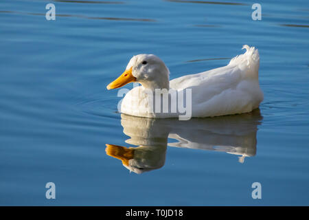 WhiWhite pekin (Anas platyrhynchos domesticus) nager sur un étang clair encore avec reflet dans l'eau au début de l'springte natation canard de Pékin Banque D'Images