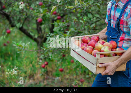 La cueillette des pommes. Libre d'une caisse avec les pommes. Un homme avec un panier plein de pommes rouges dans le jardin. Les pommes biologiques. Banque D'Images