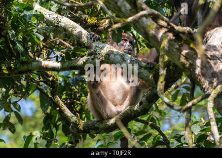 Singe colobus rouge ougandaise (Procolobus tephrosceles), sanctuaire des zones humides Bigodi Magombe, Marais, au sud-ouest de l'Ouganda, l'Afrique de l'Est Banque D'Images