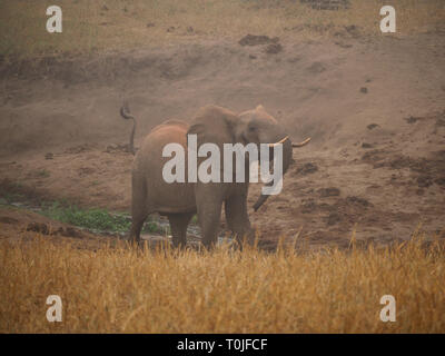 Jeune taureau éléphant africain agite sa queue et oreilles ,tronc en démonstration de force dans la brume du matin dans les collines de Ngulia, NP, Tsavo Ouest Kenya, Afrique Banque D'Images